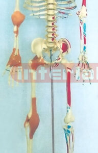 128 CM TALL, RIGHT HALF JOINTS LIGAMENTS & LEFT HALF MUSCLES COLOURED & NUMBERED HUMAN SKELETON MODEL
