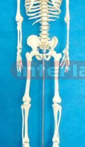 128 CM TALL, MALE BONECOLOUR CARTILAGE SKELETON WITH PLASTIC REMOVABLE STAND