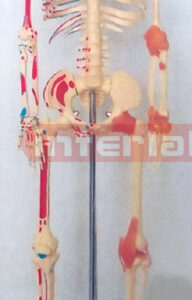 85 CM TALL, RIGHT HALF MUSCLES PAINTED & RIGHT HALF JOINTS LIGAMENTS & NUMBERED, HUMAN SKELETON MODEL WITH PLASTIC BASE