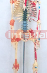 85 CM TALL, LEFT HALF MUSCLES PAINTED & RIGHT HALF JOINTS LIGAMENTS, HUMAN SKELETON MODEL