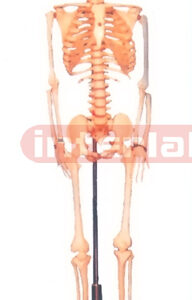 85 CM TALL ADULT CLEAR CARTILAGE FULLY ARTICULATED & REASSEMUED SKELETON, FLEXIBLE SPINE W/SPINAL NERVES & LUXURY HANGING STAND