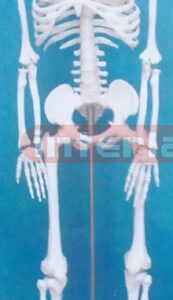 85 CM TALL ADULT SUPER WHITE COLOUR HUMAN SKELETON WITH IRON STAND