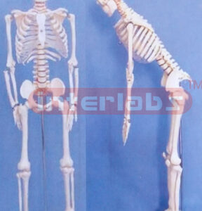 85 CM TALL, ADULT MALE TRANSPARENT CARTILAGE SKELETON W/FLEXIBLE SPINE LUXURY STEEL STAND