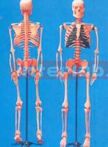 85 CM TALL, ADULT COLOURED CARTILAGE SKELETON W/INFLEXIBLE SPINE, SPINAL NERVES, LUXURY STAND.