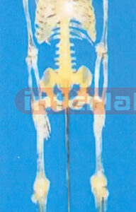 85 CM TALL, ADULT CLEAR SKELETON WITH IRON STAND