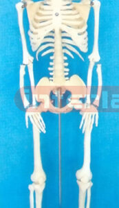 85 CM TALL, ADULT BONECOLOUR CARTILAGE SKELETON WITH IRON STAND