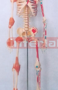 65 CM TALL, RIGHT HALF JOINTS LIGAMENTS & NUMBERED & LEFT HALF MUSCLES PAINTED, HUMAN SKELETON MODEL WITH IRON BASE.