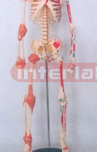 65 CM TALL, RIGHT HALF JOINTS LIGAMENTS & NUMBERED & LEFT HALF MUSCLES PAINTED, HUMAN SKELETON MODEL WITH PLASTIC BASE.