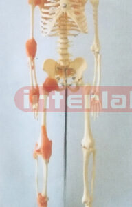 65 CM TALL HUMAN SKELETON MODEL WITH RIGHT LIGAMENTS