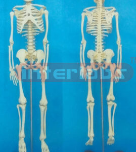 65 CM TALL, ADULT, MALE BONECOLOUR CERTILAGE SKELETON WITH INFLEXIBLE SPINE & IRON STAND.