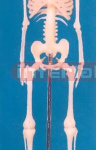 45 CM TALL, ADULT BONECOLOUR SKELETON (SINGLE-HEAD)