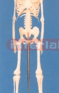 45 CM TALL, ADULT BONECOLOUR SKELETON (DOUBLE HEADS)