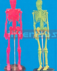 45 CM TALL, ADULT COLURED SKELETON (SINGLE-HEAD)