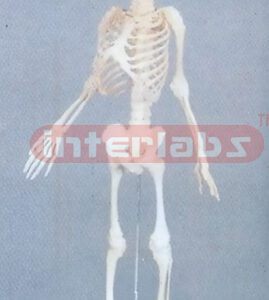 HUMAN ARTICULATED FETAL SKELETON MODEL