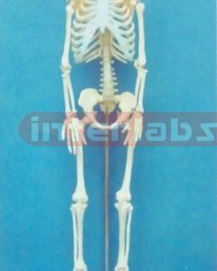 50 CM TALL HUMAN SKELETON MODEL (VERTICAl)