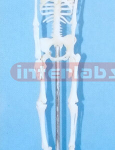 35 CM TALL, ADULT MALE SKELETON