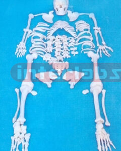 ADULT FULL DISARTICULATED SELETON WITH SKULL