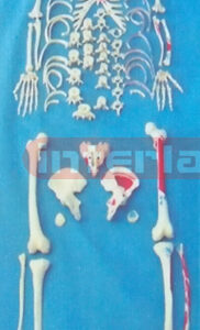 ADULT, LEFT MUSCLE ATTACHMENTS WITH PAINTS, FULL DISARTICULATED SKELETON (ARM/FOOT CONNECTED)