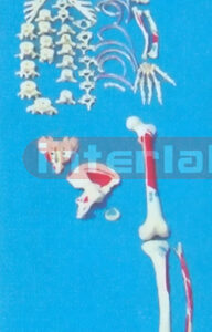 ADULT, LEFT MUSCLE ATTACHMENTS WITH PAINTS, HALF DISARTICULATED SKELETON.