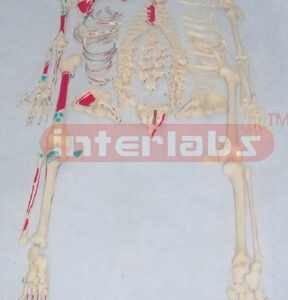 BIG ADULT RIGHT MUSCLE PAINTED, FULL DISARTICULATED SKELETON MODEL
