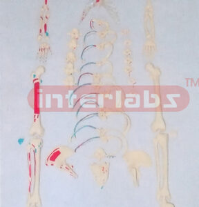MIDDLE ADULT RIGHT MUSCLE PAINTED, FULL DISARTICULATED SKELETON MODEL