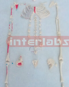 SMALL ADULT RIGHT MUSCLE PAINTED, FULL DISARTICULATED SKELETON MODEL