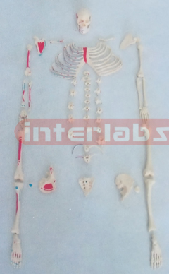 SMALL ADULT RIGHT MUSCLE PAINTED, FULL DISARTICULATED SKELETON MODEL