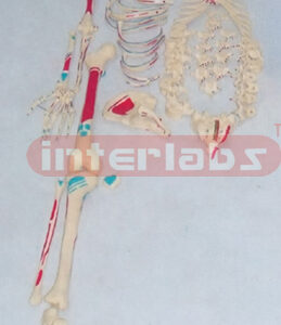 GRAND ADULT RIGHT MUSCLE PAINTED, RIGHT SCATTERED SKELETON MODEL.
