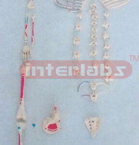 SMALL ADULT RIGHT MUSCLE PAINTED, RIGHT SCATTERED SKELETON MODEL.