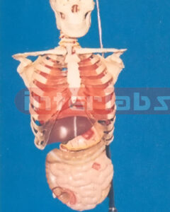 168 CM ADULT SKULL, RIBCAGE, ORGANS, VERTEBREA, COCCYX WITH LUXURY HANGING STAND