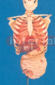 168 CM ADULT SKULL, RIBCAGE, ORGANS, VERTEBREA, COCCYX WITH LUXURY DESK STAND