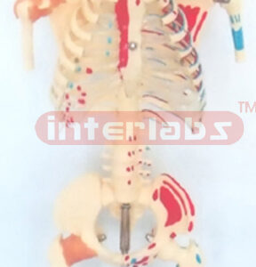 BIG LEFT HALF MUSCLES PAINTED & RIGHT JOINTS LIGAMENTS, HUMAN SKELETAL TORSO MODEL