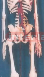 ADULT BONECOLOUR SKELETON WITH MAIN SPINE AND ARTERIES