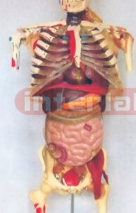 BIG VERTICAL, HUMAN SKELETAL TORSO MODEL WITH MUSCLES PAINTED, JOINT LIGAMENTS, ORGANS, NERVES, ARTERY / VEIN FOR MULTI-FUNCTION DEMONSTRATION