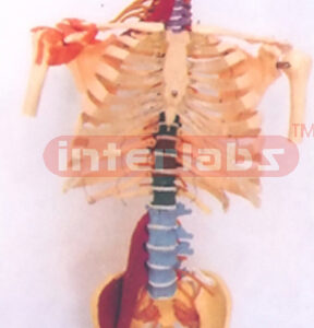HUMAN HEALTH SKELETAL TORSO MODEL