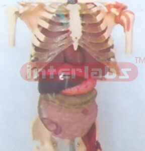 BIG MULTI FUNCTION SKELETAL TORSO MODEL WITH ORGANS AND FEMURS.