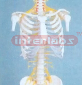 168CM TALLVERTEBRAE,THORAX WITH BACK OCCIPITAL SPINAL, NERVES, DISC, PELVIS, HUMERUS & FEMUR ENDS ON LUXURY HANGING STAND.