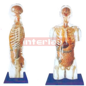NATURAL TRANSPARENT TORSO MODEL WITH HEAD, ORGANS IN SKELETON