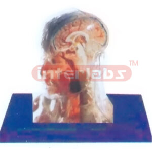 NATURAL TRANSPARENT SKULL ANATOMICAL MODEL WITH ORGANS AND SKELETON