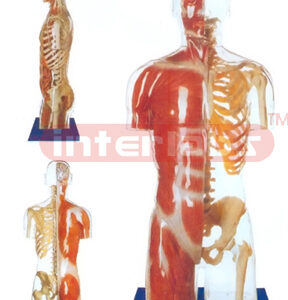 NATURAL TRANSPARENT TORSO MODEL WITH HEAD,SHOWING LEFT SKELETAL SIDE AND RIGHT MUSCLAL SIDE.