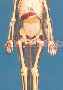 ADULT, MALE TRANSPARENT SKELETON VISIBLE AND DISSECTIBLE INNER ORGANS WITH STAND