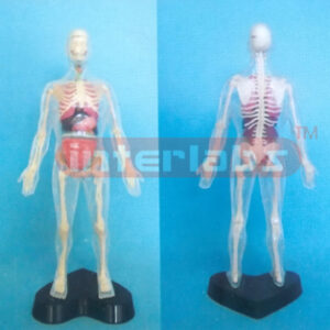 35 CM TALL MALE TRANSPARENT SKELETAL BODY WITH ORGANS