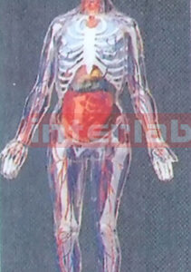 35 CM TRANSPARENT SKELETAL BODY WITH ORGANS
