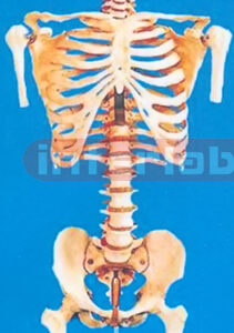 SKELETAL TORSO W/HUMERUS ENDS AND FEMUR ENDS.