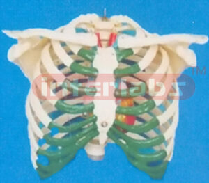 BIG RIB CAGE FOR MASSAGING OF HEART