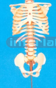 VERTEBRAE COLUMN, INFLEXIBLE SPINE,WITH CERV, VERT, RIB CAGE (OCCIPITAL BONE) AND PELVIS WITH LUXURY DESKTOP STAND