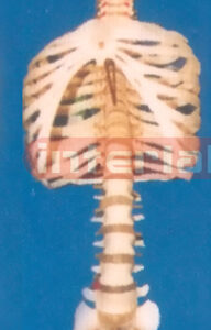 168 CM TALL, ADULT VERTEBRAE COLUMN WITH OCCIPITAL AND RIBCAGE
