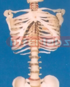 168 CM VERTEBRAE COLUMN W/SKULL RIBCAGE. OCCIPITAL BONE AND PELVIS