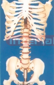 168 CM TALL VERTEBRAE COLUMN, INFLEXIBLE SPINE, WITH RIB CAGE (OCCIPITAL BONE) AND PELVIS FEMORAL HEADS AND IRON STAND