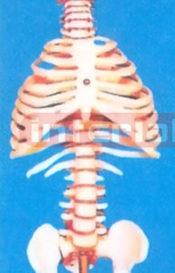 BIG VERTEBRAE COLUMN WITH RIB CAGE AND PELVIS AND W/OUT STAND, SIZE : 96CM (29"TALL)